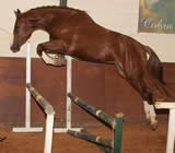 Haras e Hípicas em Caieiras